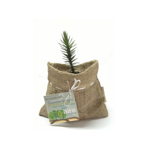 arbol-nativo-en-bolsa-de-arpillera-1.jpg